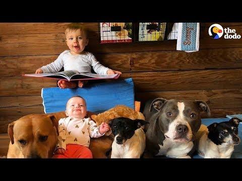 Furry Siblings Help Family Raise Two Babies | The Dodo
