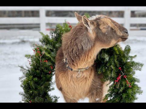 Goats enjoy First snow! #Video