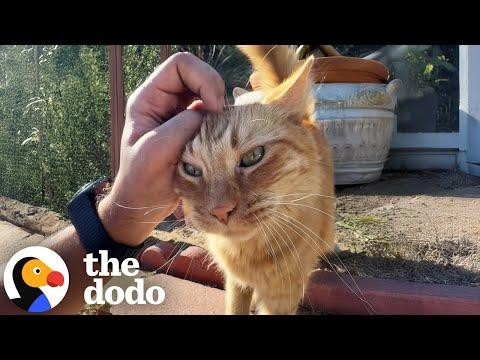 Clingy Indoor Cat Suddenly Decides To Explore The Outdoors #Video