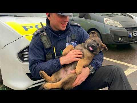 When Police Dogs Think No One’s Watching Them on Duty #Video