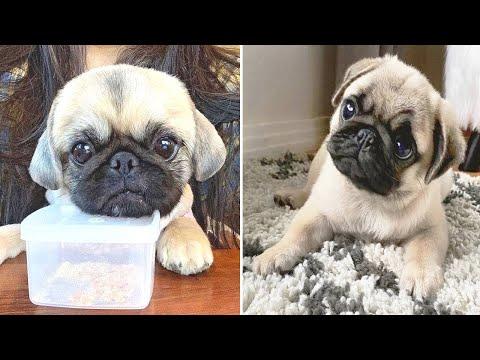 AWW SOO Cute and Funny Pug Puppies - Funniest Pug Ever #26 #Video